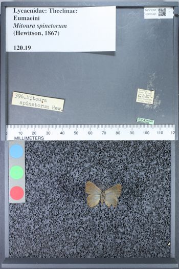 Media type: image;   Entomology 71461